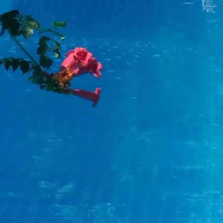 Casa Mea 3* Eforie Nord