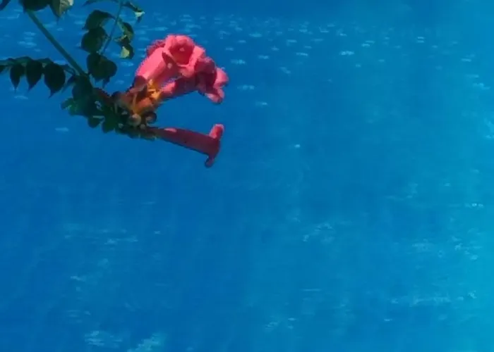 Casa Mea 3* Eforie Nord